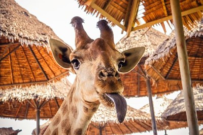 Chiuda sul ritratto di una giraffa strana faccia buffa