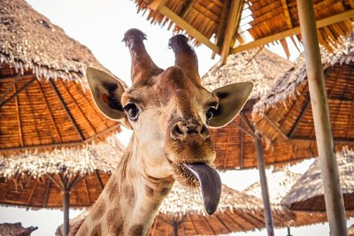 Schließen Sie herauf Porträt einer seltsamen lustigen Gesichtsgiraffe