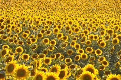 campo di fiori del sole