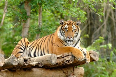 Bengal tiger