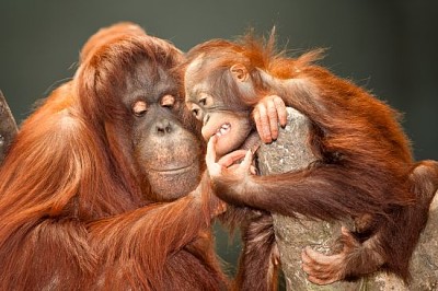 Orangutanes madre y bebé