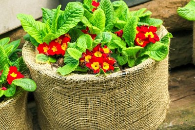 Röda blommor i stora säckkrukor