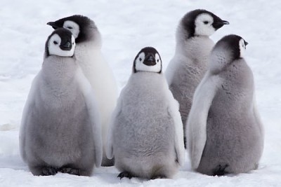 5羽の皇帝ペンギンのひよこ