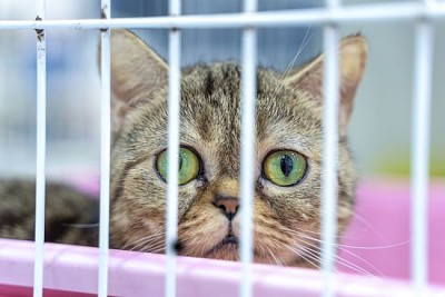 Primer plano de un gatito mirando a través de una jaula