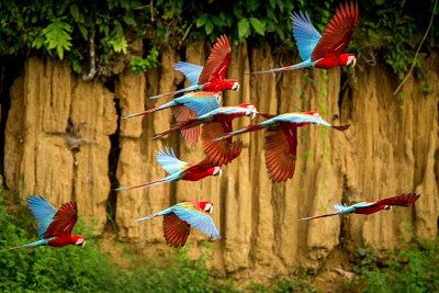 Macaw flying, green vegetation in background