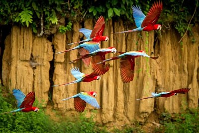 Arara voando, vegetação verde no fundo