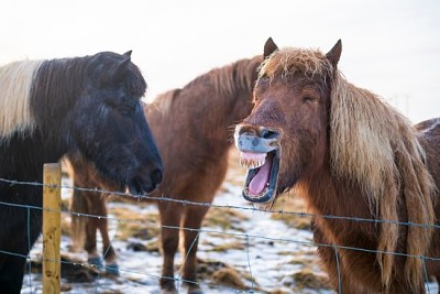 Cavalli islandesi nella neve