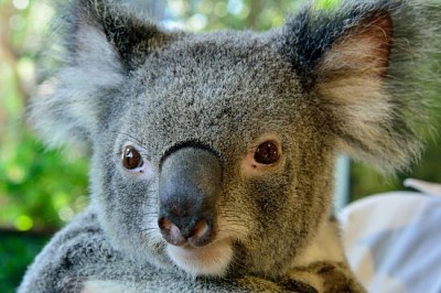 Porträtt av koala i Queensland, Australien