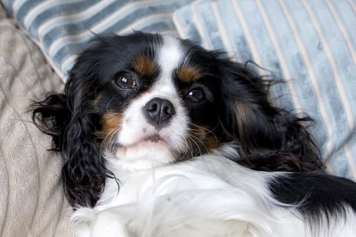 Słodki cavalier spaniel leżący na łóżku