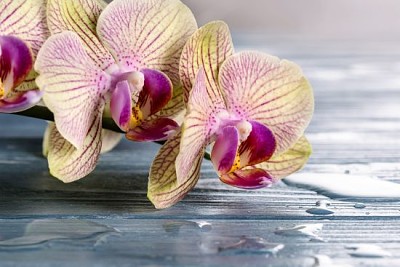Flor de la orquídea sobre fondo de madera azul