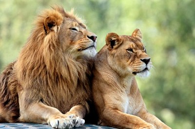 Paar erwachsene Löwen im zoologischen Garten