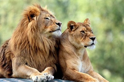 對成年獅子在動物園