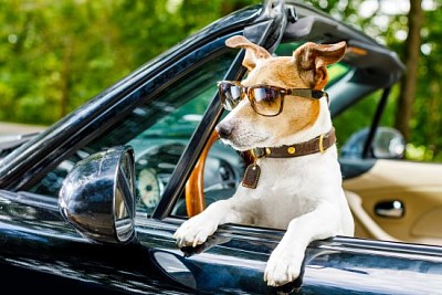 Perro Jack Russell en un coche