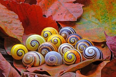 Cuban snails one of most colorful and land snails