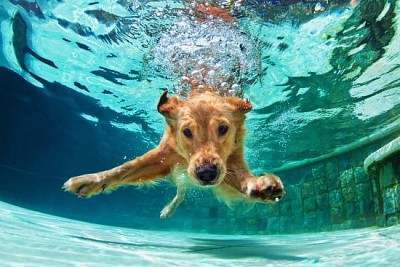 Golden labrador retriever puppy in swimming pool jigsaw puzzle