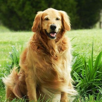 Golden labrador retriever valp i pool