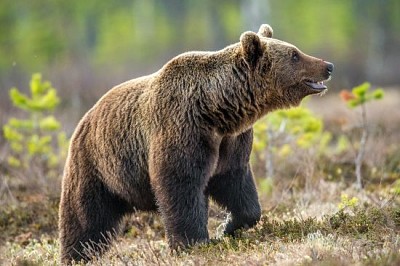 Urso-pardo selvagem na floresta de verão