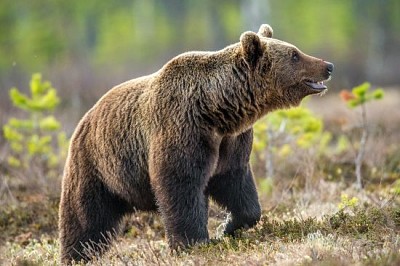 Dziki niedźwiedź brunatny w letnim lesie