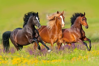 Los caballos corren al galope en el prado de flores