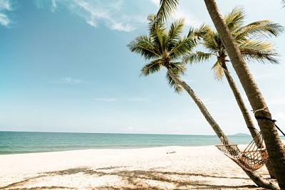 Coqueiro em praia tropical no verão