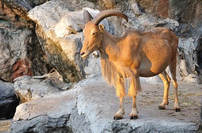 West caucasian tur goat jigsaw puzzle