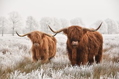 多毛的蘇格蘭高地人，在德倫特的國家公園