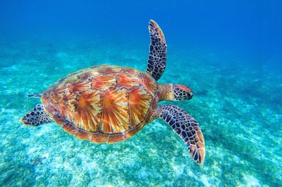 Meeresschildkröte schwimmt im Meerwasser