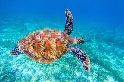 Tortuga marina nada en agua de mar