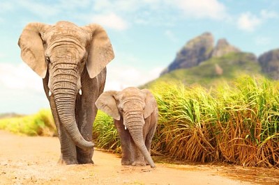 Elefantes africanos de Bush