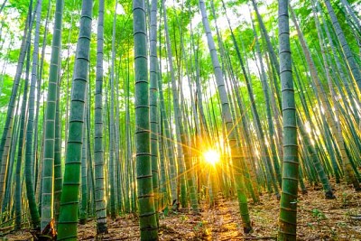 朝晴れの竹林