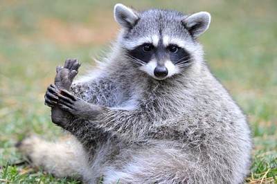 North american raccoon, yellowstone national park