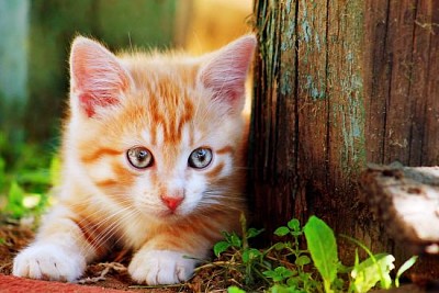 Piccolo gattino rosso sveglio che gioca all'aperto