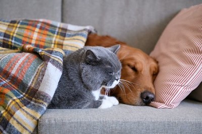 Golden Retriever sleeps with the cat