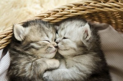 Cute tabby kittens hugging in a basket