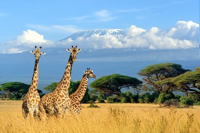 Tre giraffe nel parco nazionale del Kenya, Africa