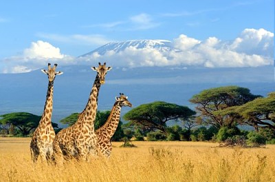 Three giraffe in National park of Kenya, Africa
