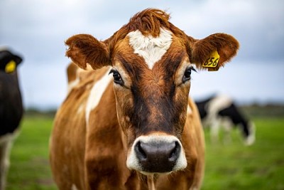 Brown cow staring at me