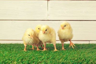 Little Chicks on the grass