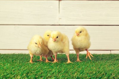 Petits poussins sur l'herbe