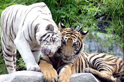 Tiger 2 zeigen Kuscheln in der Liebe