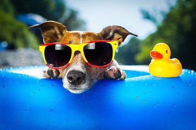 Perro en colchón de aire azul en agua refrescante