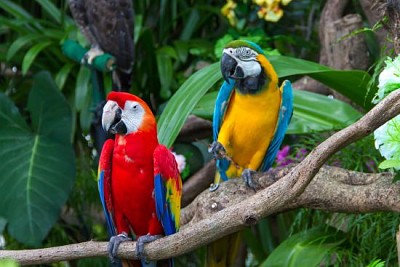 Colorful macaws in the forest