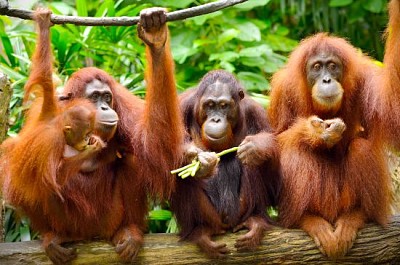 Close de orangotangos