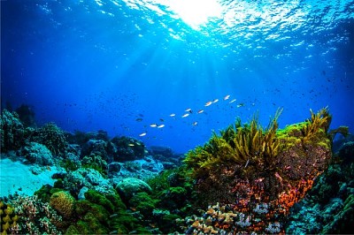 Arrecife de coral del mundo submarino