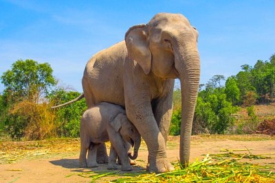 Elefanter som njuter av livet på Patara Elephant camp