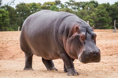 El hipopótamo común, mamífero semiacuático