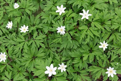 Anêmonas brancas crescendo na floresta de primavera