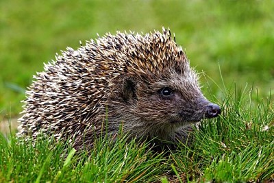 Pequeño erizo adulto nativo europeo en gra verde