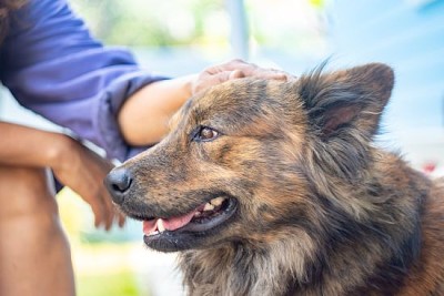 Ägaren smeker försiktigt sin hund