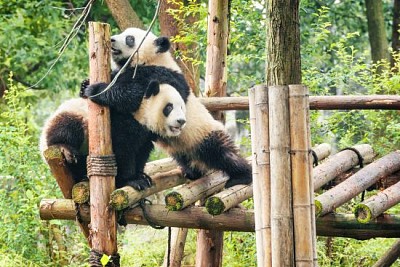 Dos lindos pandas gigantes jóvenes felices jugando juntos